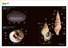 Load image into Gallery viewer, 新版 日本の貝
