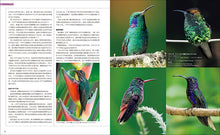 Load image into Gallery viewer, The world's most beautiful hummingbirds