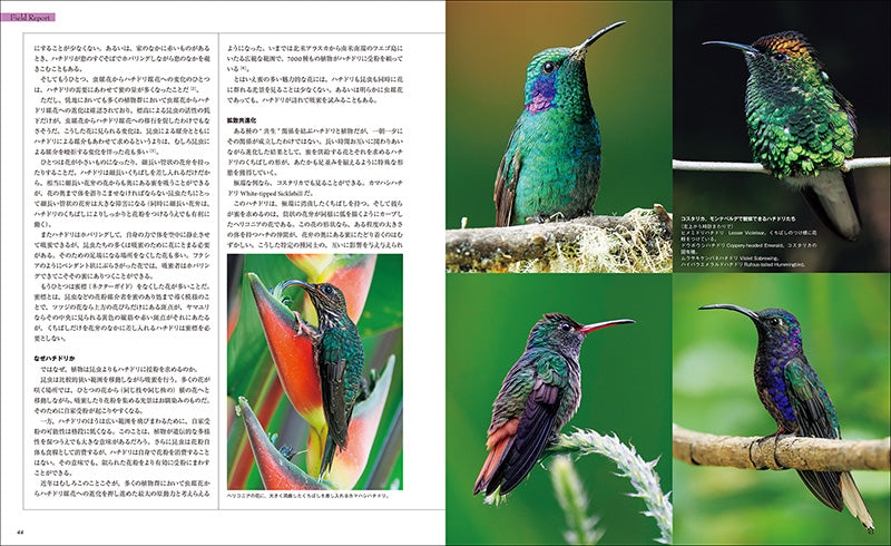 マディソンパーク　ハチドリ マディソンパーク ハチドリ Amazon.com: Madison Park Violette