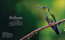 Load image into Gallery viewer, The world's most beautiful hummingbirds