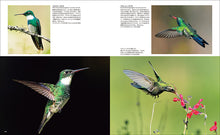 Load image into Gallery viewer, The world's most beautiful hummingbirds