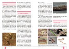 Load image into Gallery viewer, Complete gecko rearing
