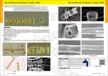 Load image into Gallery viewer, A guide to Japanese kitoceros