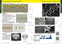 Load image into Gallery viewer, A guide to Japanese kitoceros