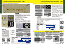 Load image into Gallery viewer, A guide to Japanese kitoceros