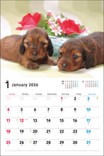 Load image into Gallery viewer, 2026 Calendar Wide Format Miniature Dachshund