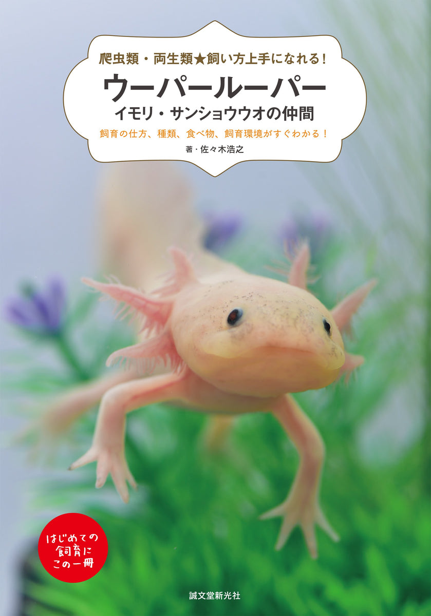 爬虫類・両生類☆飼い方上手になれる！ ウーパールーパー