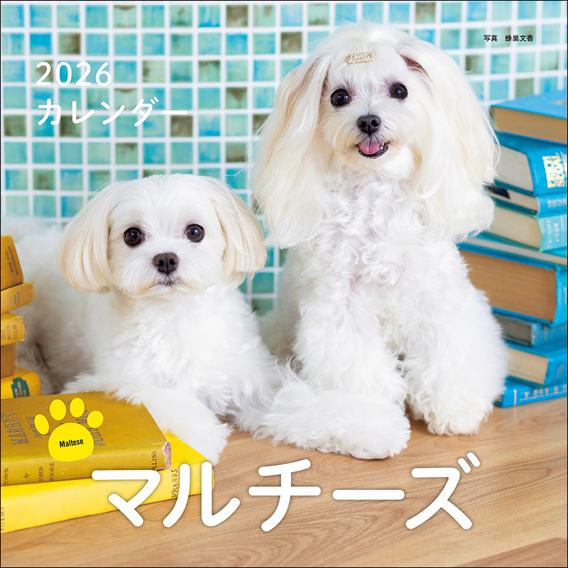 2026年カレンダー マルチーズ