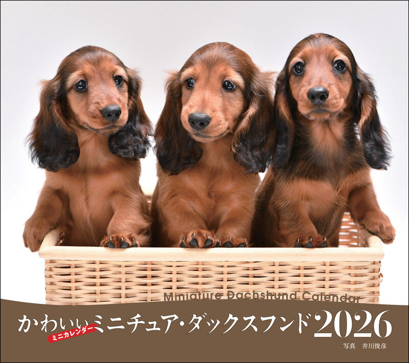 2026年カレンダー かわいいミニチュア・ダックスフンド