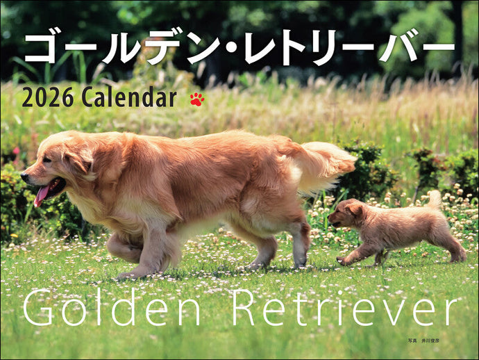 2026 Calendar Wide Format Golden Retriever