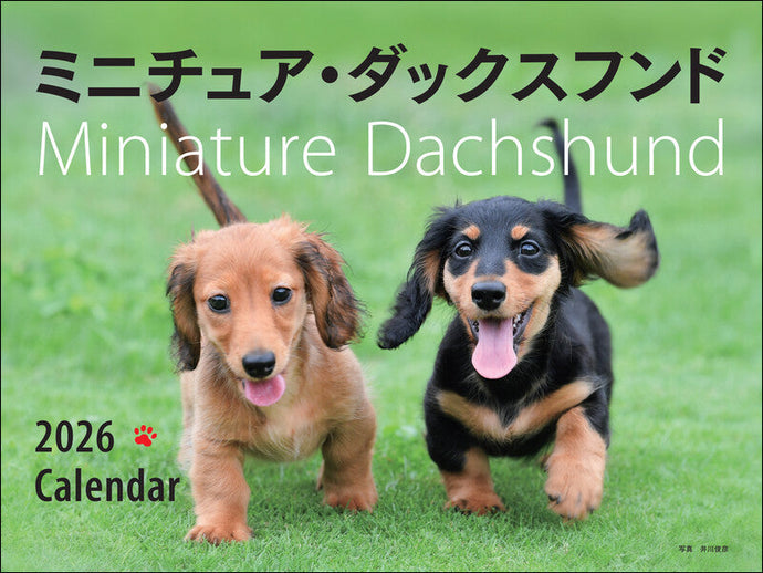 2026 Calendar Wide Format Miniature Dachshund
