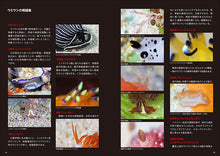 Load image into Gallery viewer, 沖縄のウミウシ
