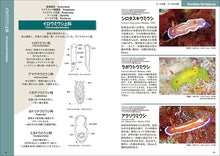 Load image into Gallery viewer, 沖縄のウミウシ
