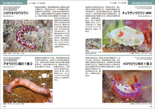 Load image into Gallery viewer, 沖縄のウミウシ
