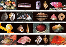 Load image into Gallery viewer, 新版 日本の貝
