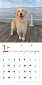 2026 Calendar Golden Retriever