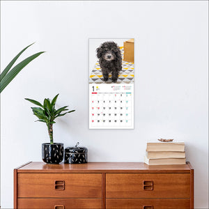 2026 Calendar Toy Poodle