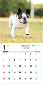 2026 Calendar French Bulldog