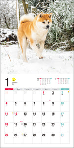 2026 Calendar Akita Dog
