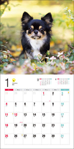 2026 Calendar Chihuahua