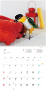 2026 Calendar Living with Birds Parakeets &amp; Parrots
