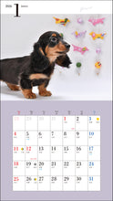 Load image into Gallery viewer, 2026 Calendar Cute Miniature Dachshund
