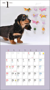 2026 Calendar Cute Miniature Dachshund