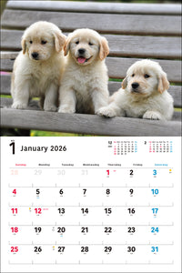 2026 Calendar Wide Format Golden Retriever