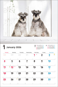 2026 Calendar Wide Format Miniature Schnauzer
