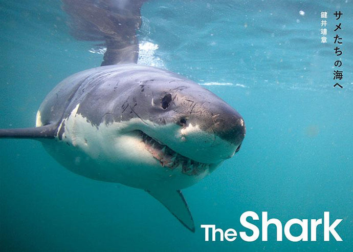 The Shark To the Sea of ​​Sharks