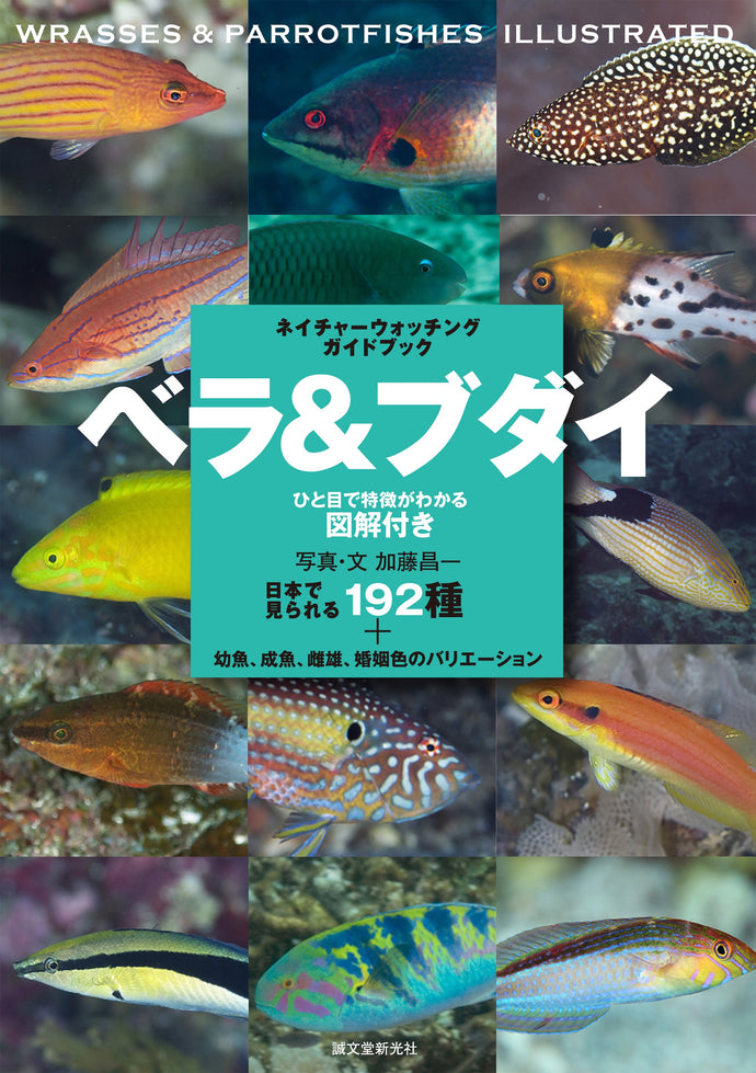 Wrasse & Parrotfish