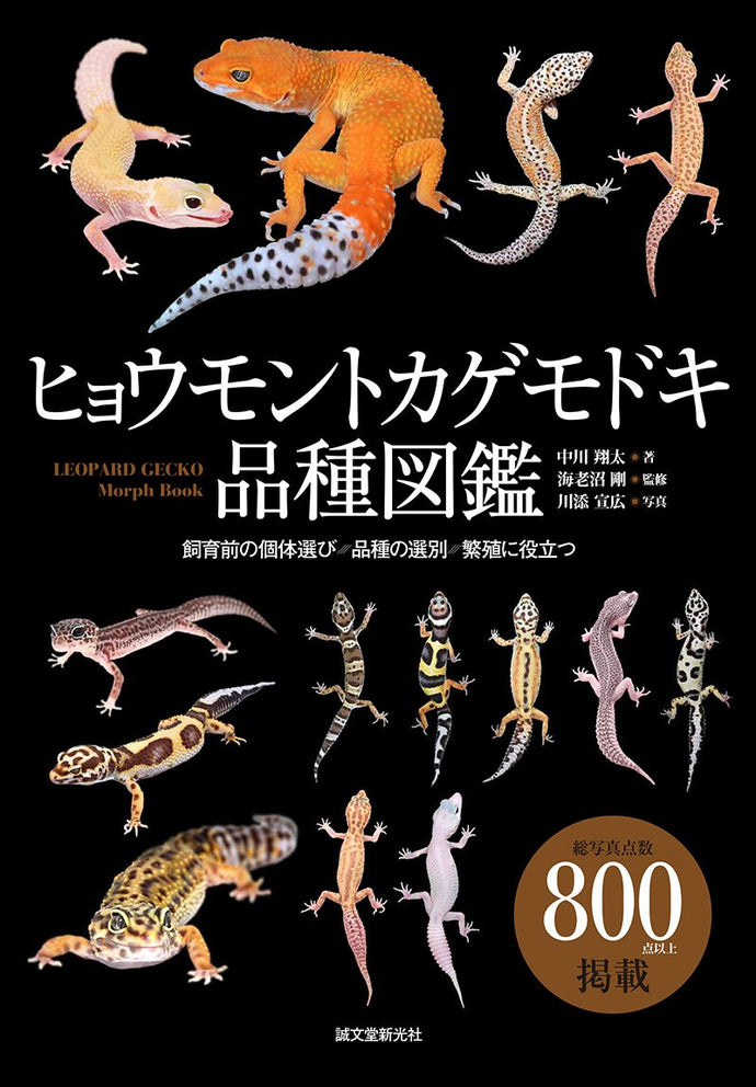 Leopard gecko breed guide