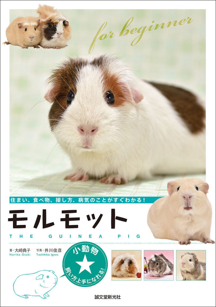 小動物☆飼い方上手になれる！　モルモット