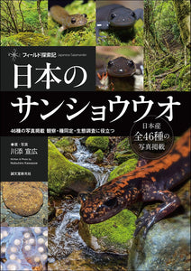 japanese salamander