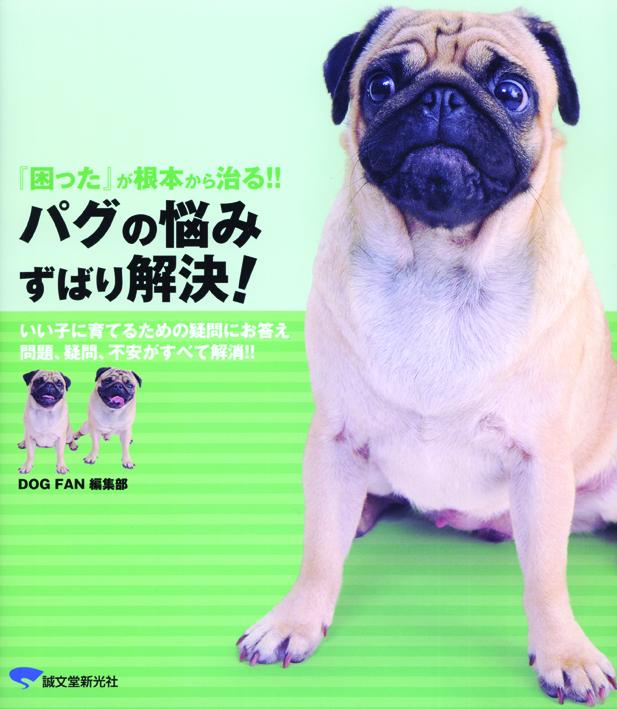 パグの悩み　ずばり解決！