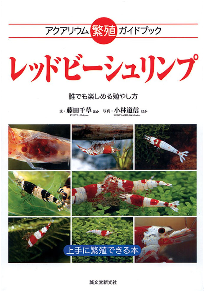 レッドビーシュリンプ