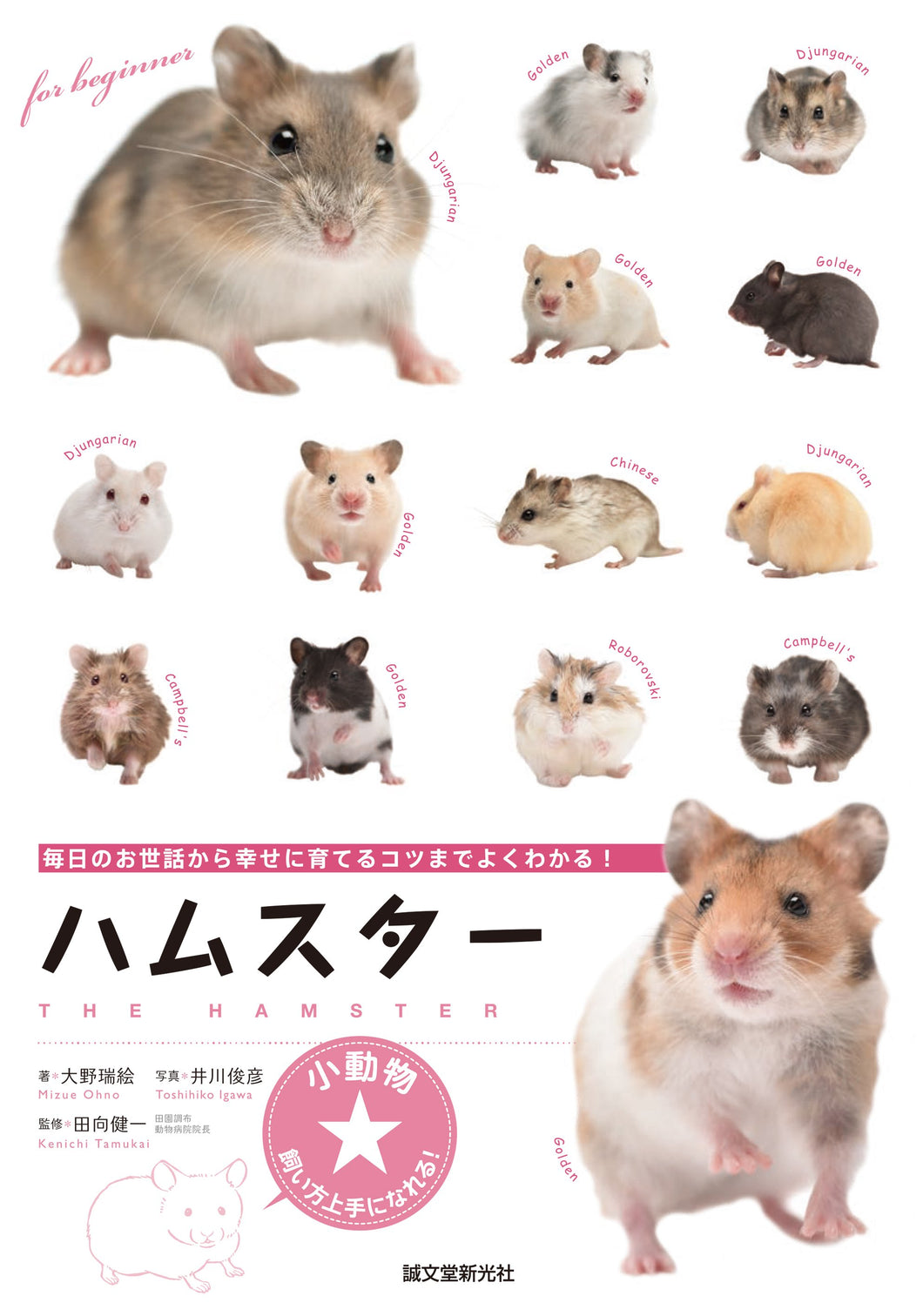 Golden Hamster Best Type Of Hamster For A Pet Hamster Species Best